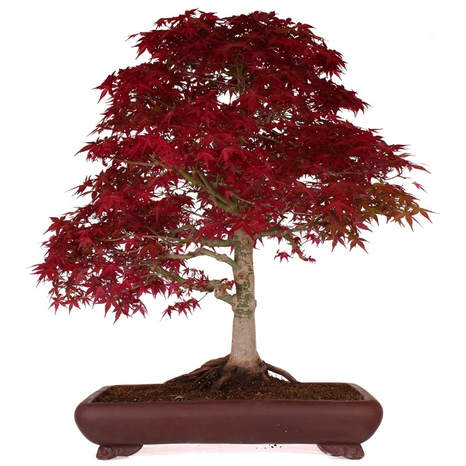 Japon Akçaağacı – Acer Palmatum