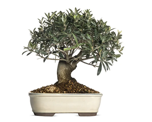 Zeytin – Olea Europaea