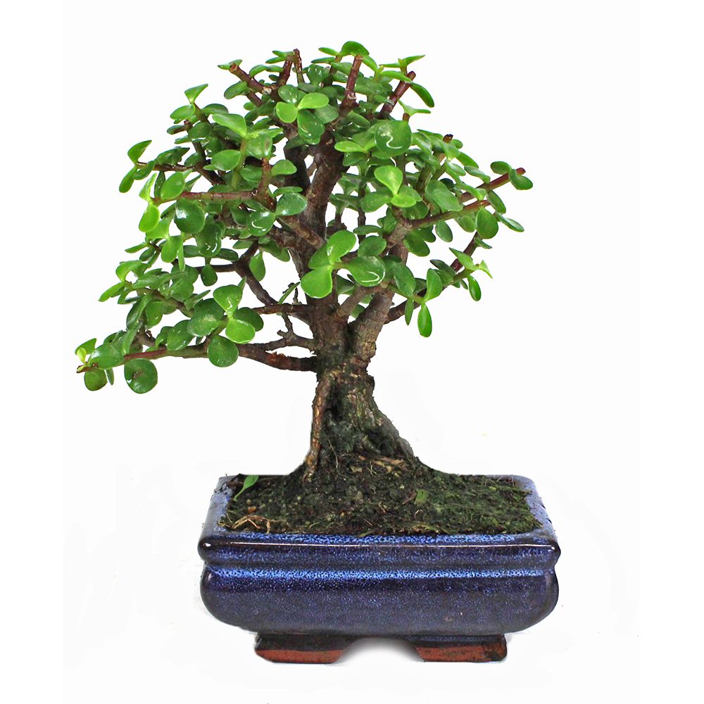 Yeşim Ağacı – Portulacaria Afra