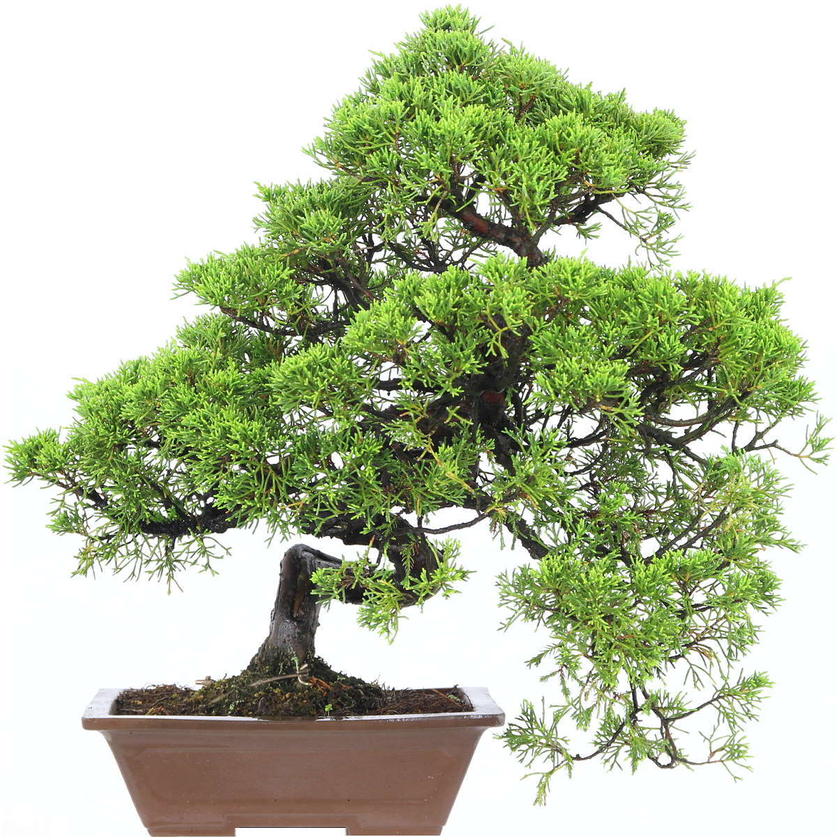 Ardıç – Juniperus