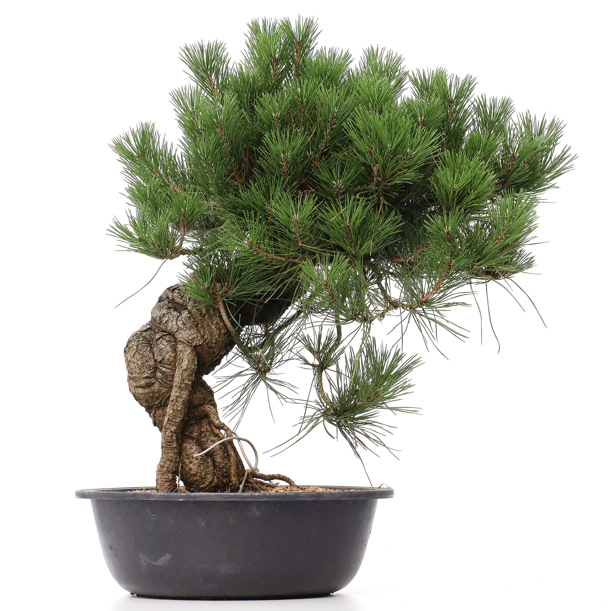 Karaçam – Pinus Nigra